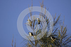 A group of birds perched on a pine tree against a backdrop of blue sky