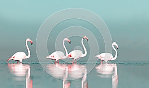 Group birds of pink african flamingos walking around the blue lagoon on a sunny day