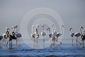 Group birds of pink african flamingos walking around the blue lagoon on a sunny day