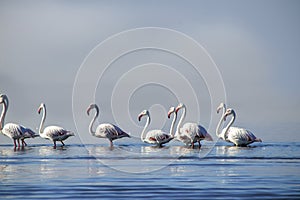 Group birds of pink african flamingos walking around the blue lagoon on a sunny day