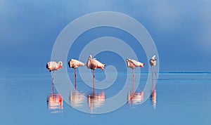 Group birds of pink african flamingos  walking around the lagoon and looking for food