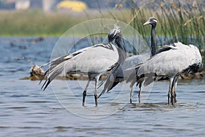 Group of birds at river. Group of demoiselle cranes at river l. Grus virgo.