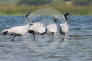 Group of birds at river. Group of demoiselle cranes at river l. Grus virgo.