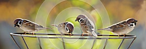 Group of birds sitting on metal stand. Tree sparrow Passer montanus