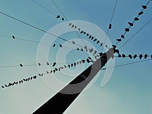Group of birds sitting on wires.