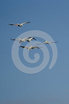 Group of birds soaring through a sky adorned with fluffy blue clouds