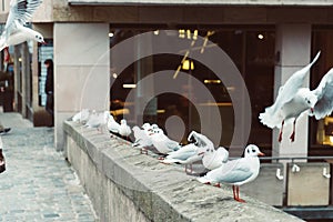 Group of birds staying togheter