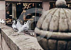 Group of birds staying togheter