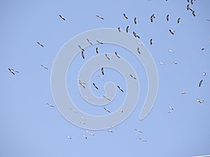 Group of birds traveling to another place