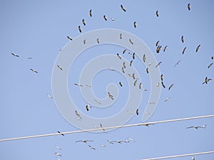 Group of birds traveling to another place