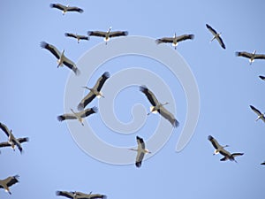 Group of birds traveling to another place