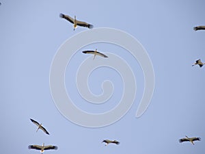 Group of birds traveling to another place