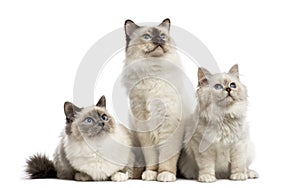 Group of Birman cats sitting in a row,