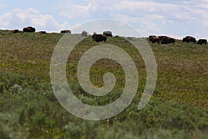 Group of Bison on a mountain