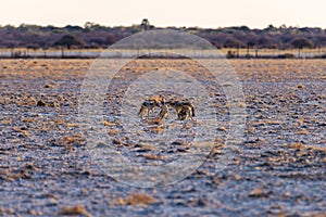 Group of Black Backed Jackals