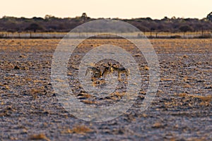 Group of Black Backed Jackals on the desert pan at sunset. Etosha National Park, the main travel destination in Namibia, Africa.