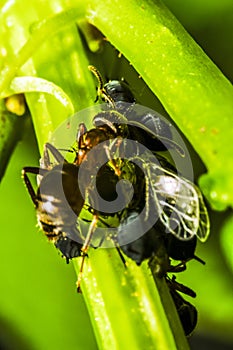 Group of black bean aphids and an ant