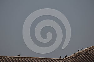 A group of black birds perched on roof tiles, selectable focus sky background.