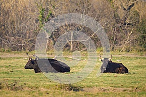 A group of black bulls lying on a pasture in Camargue