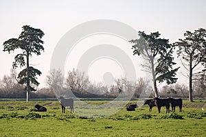 A group of black bulls standing on a pasture in Camargue