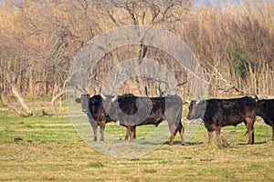 A group of black bulls standing on a pasture in Camargue