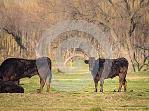 A group of black bulls standing on a pasture in Camargue