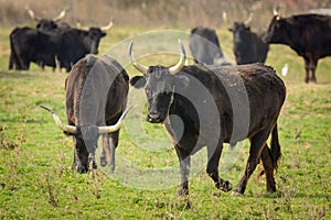 A group of black bulls standing on a pasture in Camargue