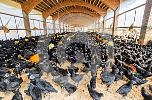 A group of black chicken