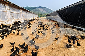 A group of black chicken