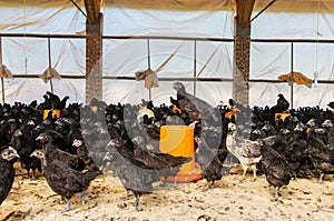 A group of black chicken
