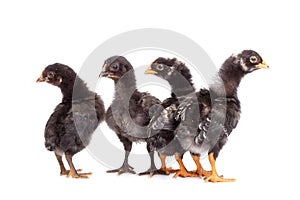 Group of black chickens looking with suspicion - isolated