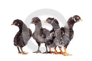 Group of black chickens looking with suspicion - isolated photo