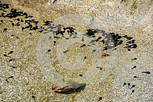 Group of black colour tadpole, aquatic larval of frogs