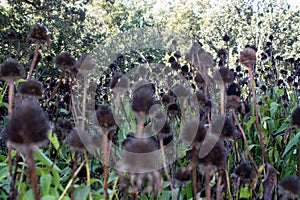 Group of Black cone flowers after the petals fell off