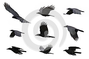 Group of black crow flying on white background. Animal.