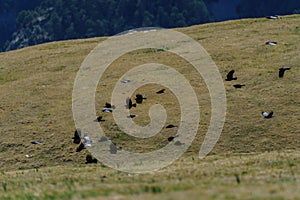 Group of black crows flying near the green grass
