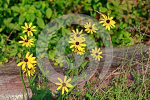 Group of Black-eyed Susan Coneflowers