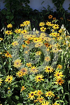 A Group of Blooming Black Eyed Susans