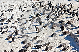 Group of black footed penguins at Boulders Beach, South Africa gathered on a sandy shore. Colony of endangered jackass