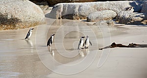 Group of black footed penguins at Boulders Beach, South Africa waddling on a sandy wet shore. Colony of cute, endangered