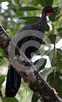 Group of Black fronted piping guan wild Costa Rica turkey like bird