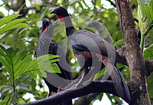 Group of Black fronted piping guan wild Costa Rica turkey like bird photo