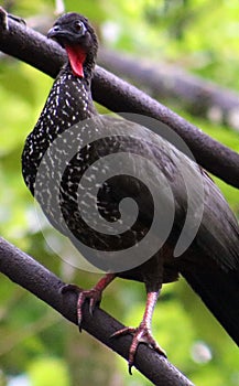 Group of Black fronted piping guan wild Costa Rica turkey like bird photo