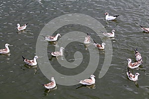 Group of Black-headed gulls or Chroicocephalus ridibundus syn. Larus ridibundus in juvenile plumage