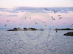 Group of black-headed gulls flying over breakwater of artificial island De Kreupel in IJsselmeer, Netherlands