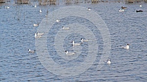 group of black headed gulls in the lake