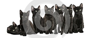 Group of Black kittens sitting together, 2 months old, isolated