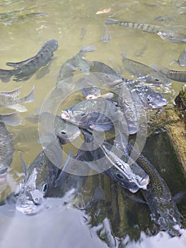 A group of black Koi Fish frantically waiting to be fed