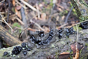 A group of black mushrooms on a tree