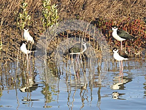 A Group of Black-necked Stilts